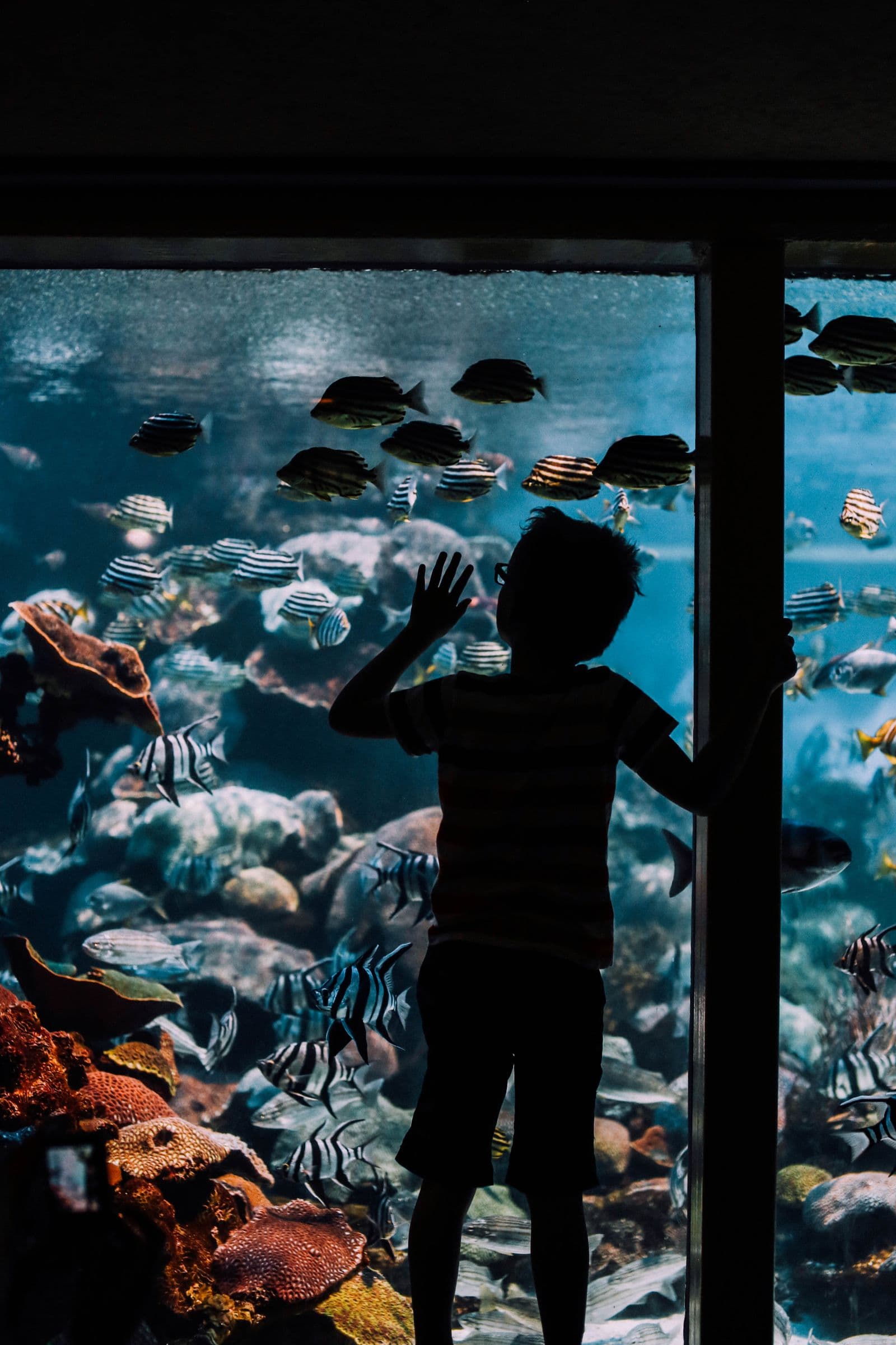 A child in silhouette watching tropical fish through aquarium glass