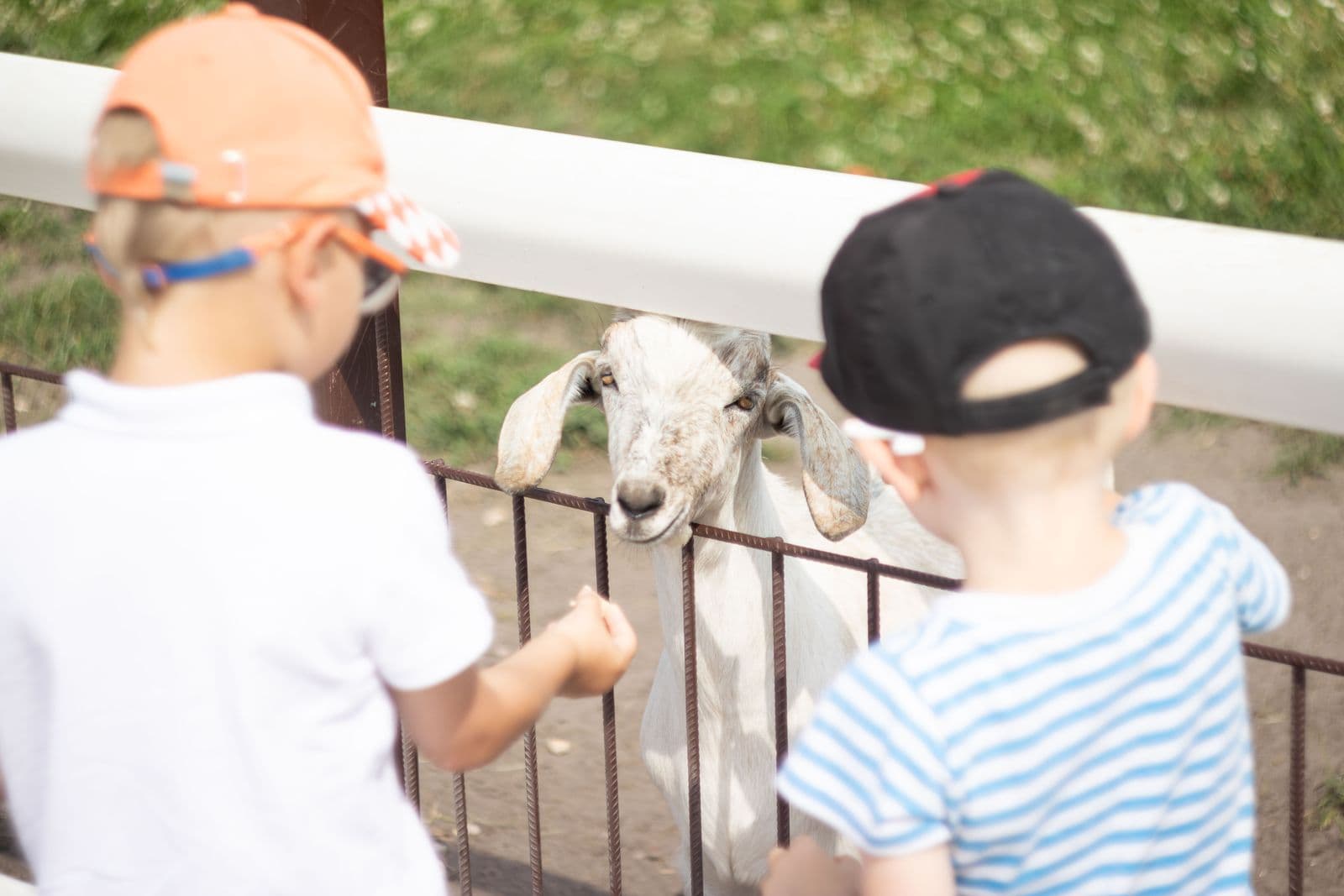 Two young children, seen from behind, feeding a goat over a farm fence