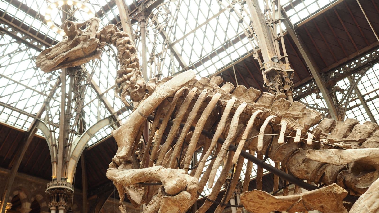 A dinosaur skeleton under a glass-roofed museum hall